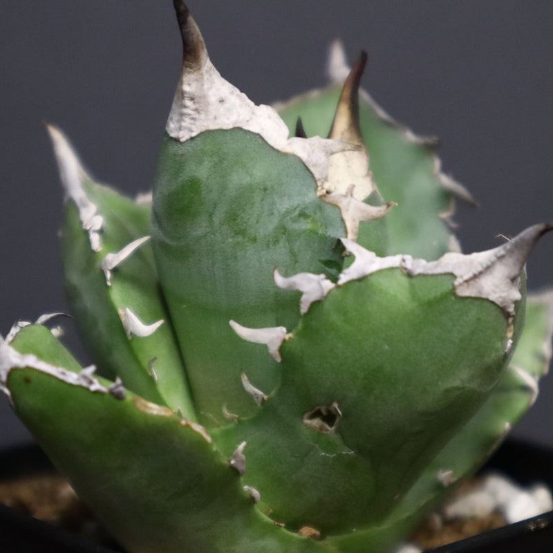 アガベ 白犀牛　EC788