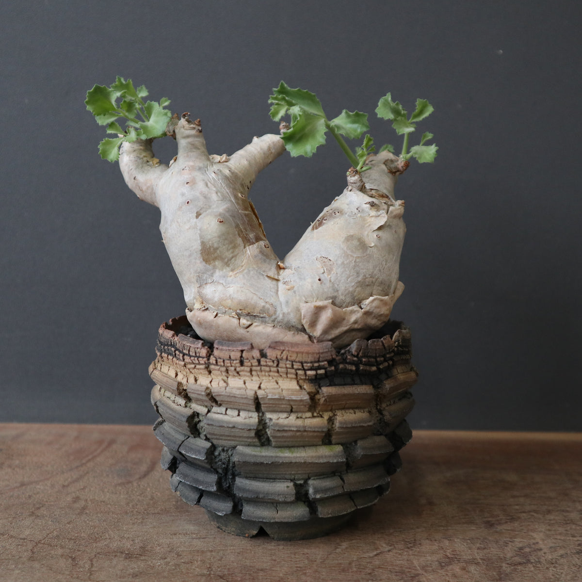 塊根植物 – TaiShoDo ONLINE SHOP
