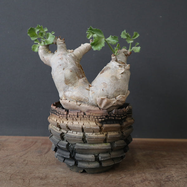 鉢 × 塊根植物 – TaiShoDo ONLINE SHOP