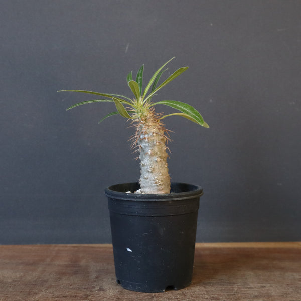 P.グラキリス（実生）367