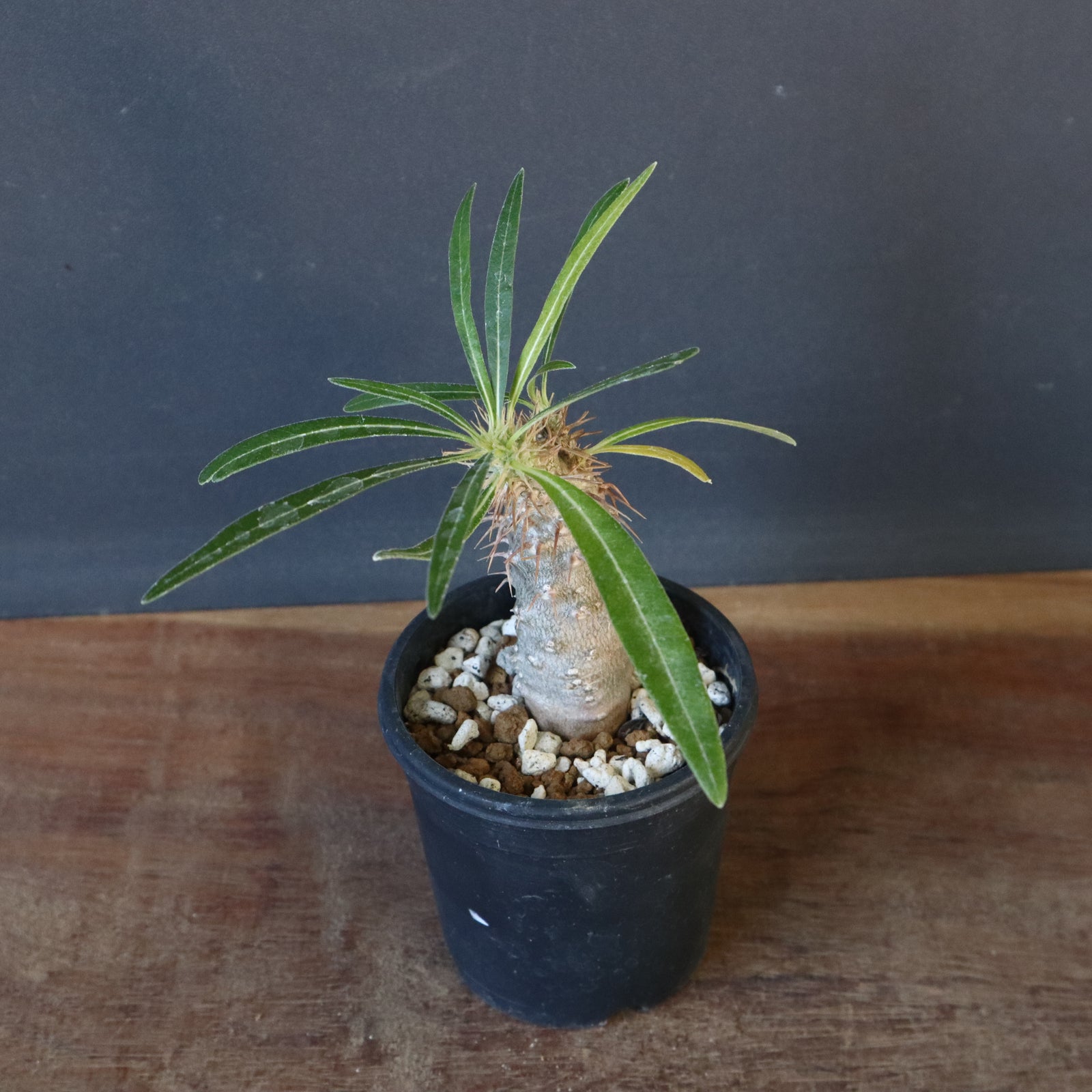 グラキリス 実生 P.グラキリス（実生）367 – TaiShoDo ONLINE SHOP