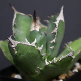 アガベ 白犀牛　EC788