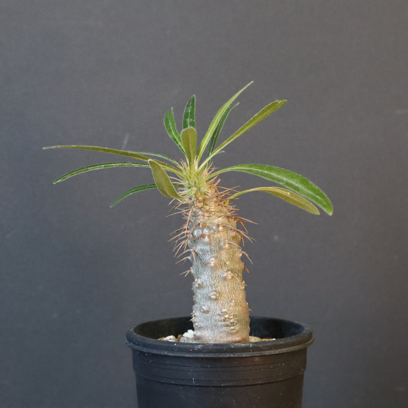 P.グラキリス（実生）367