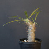 P.グラキリス（実生）367