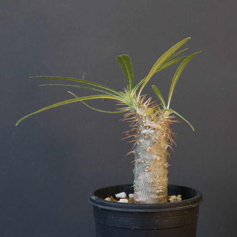 P.グラキリス（実生）367