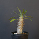 P.グラキリス（実生）367