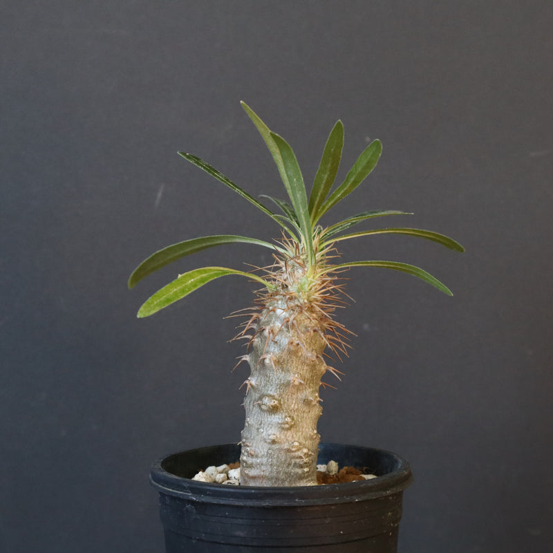 P.グラキリス（実生）367