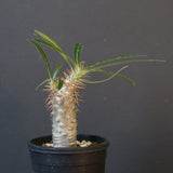 P.グラキリス（実生）367