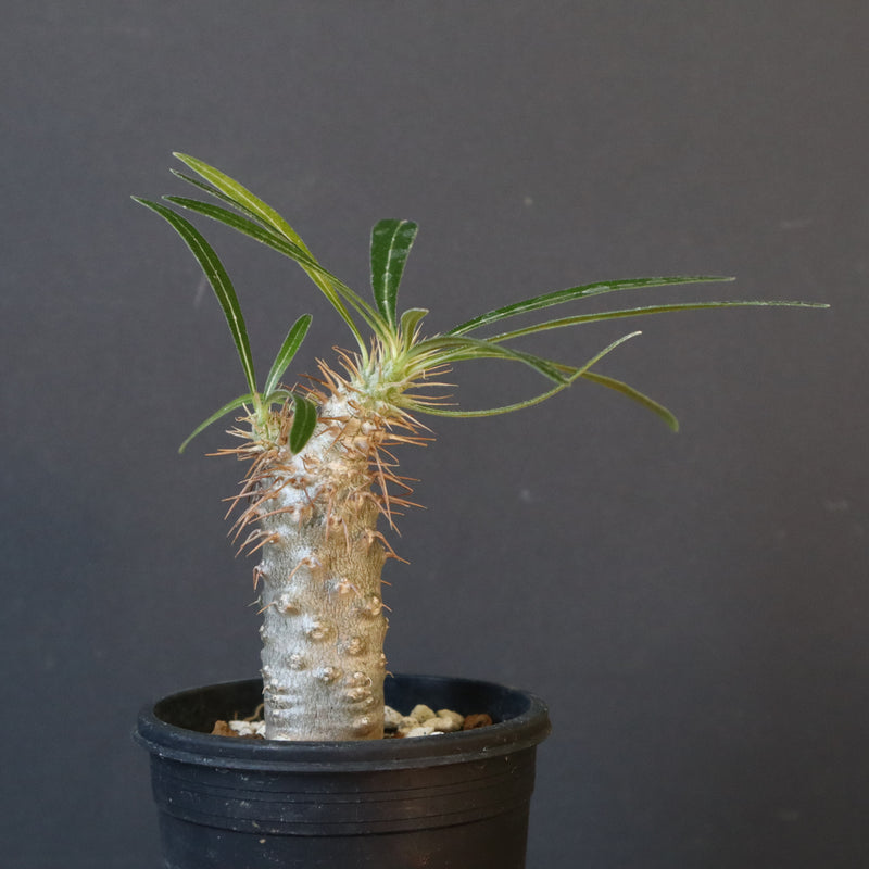 P.グラキリス（実生）367