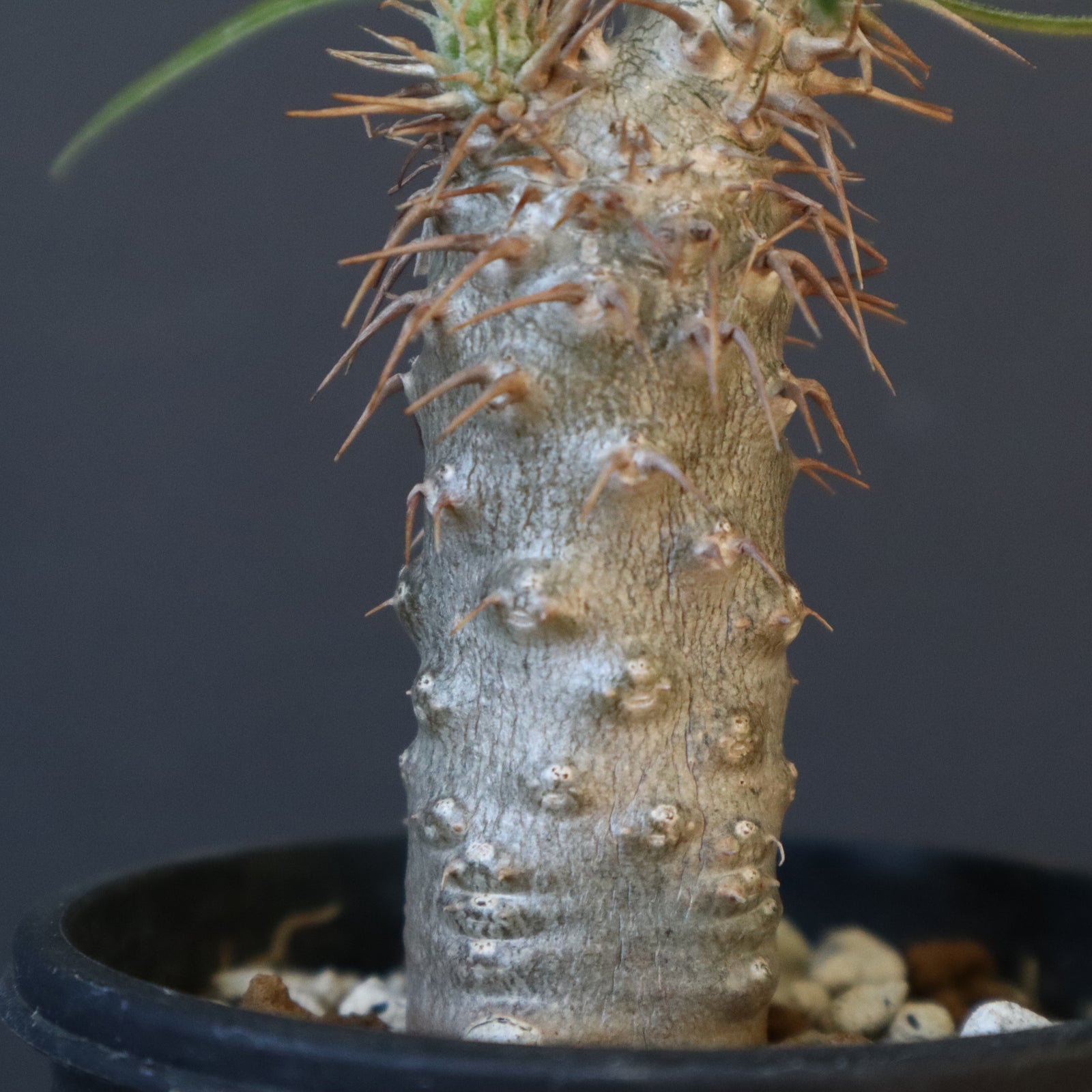 P.グラキリス（実生）367 – TaiShoDo ONLINE SHOP