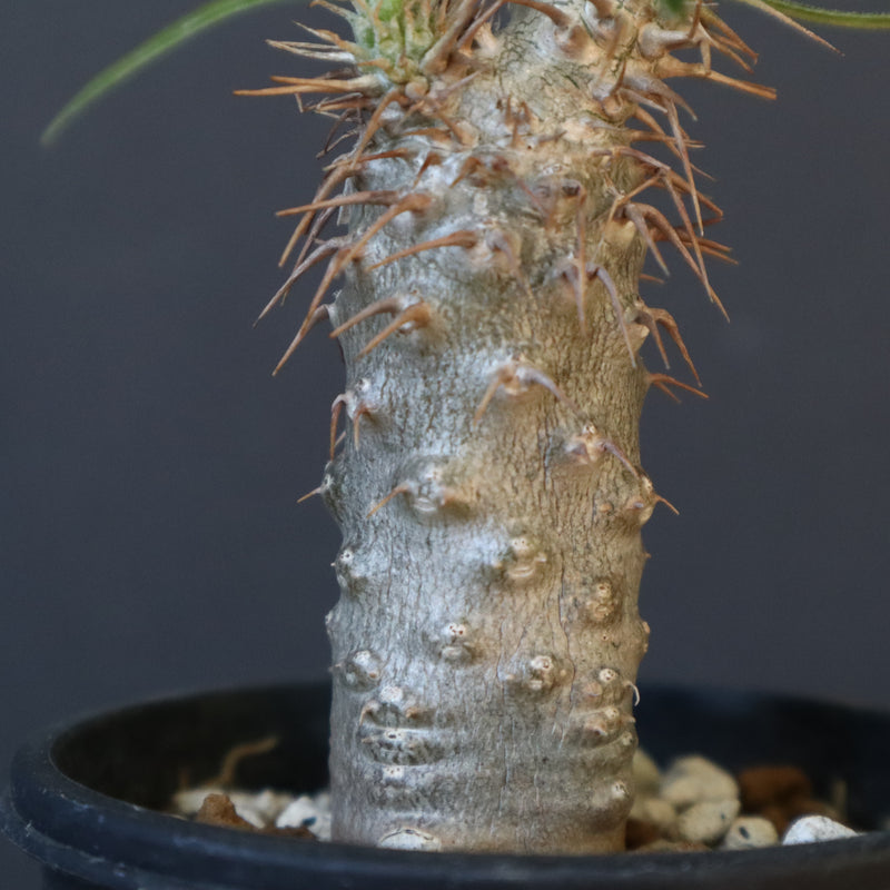 P.グラキリス（実生）367