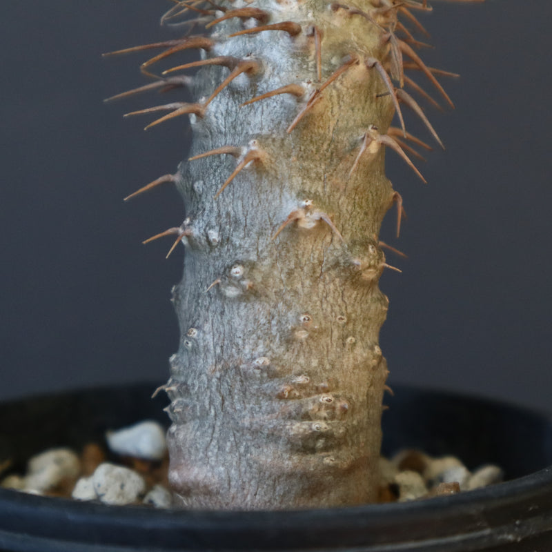 P.グラキリス（実生）367