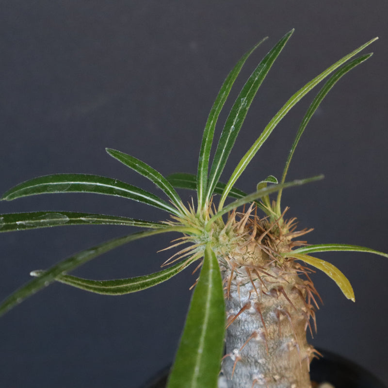 P.グラキリス（実生）367