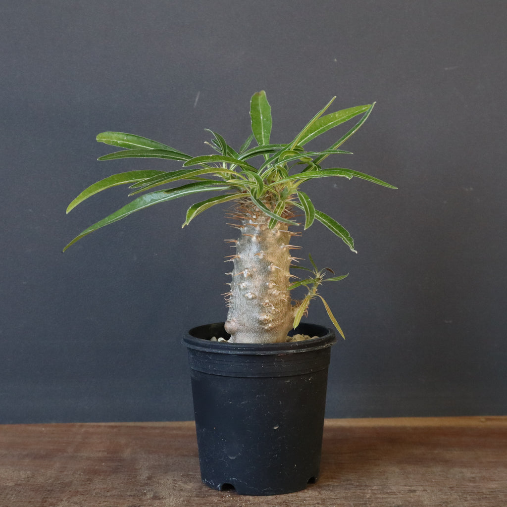 P.グラキリス（実生）230 – TaiShoDo ONLINE SHOP