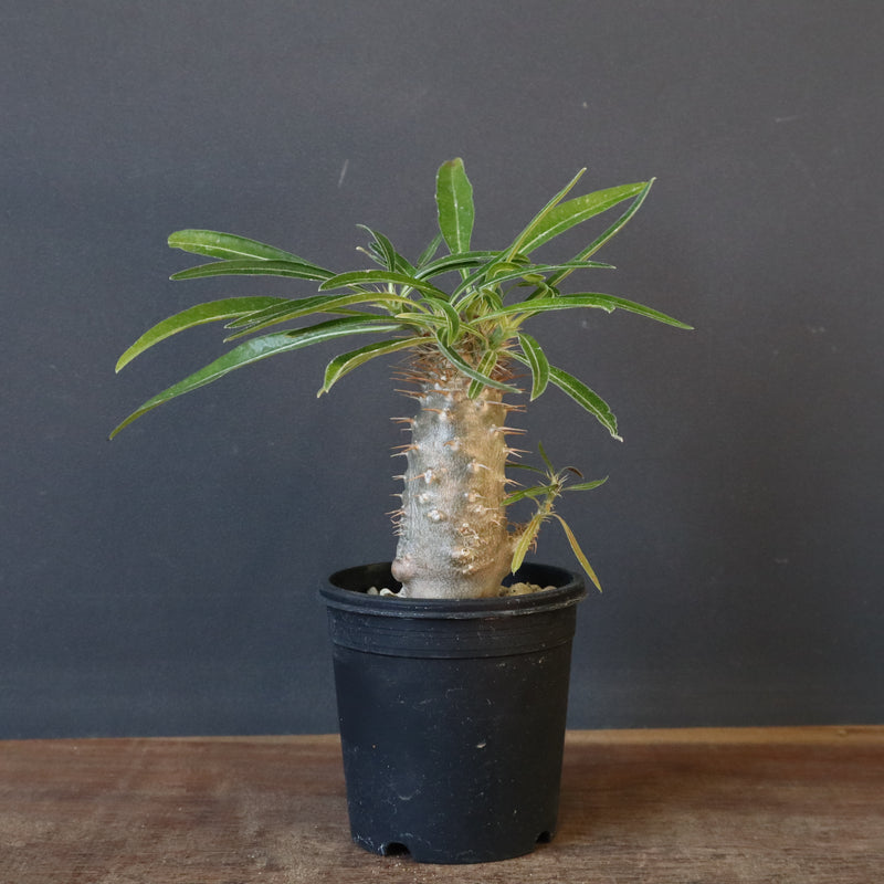 P.グラキリス（実生）230