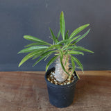 P.グラキリス（実生）230