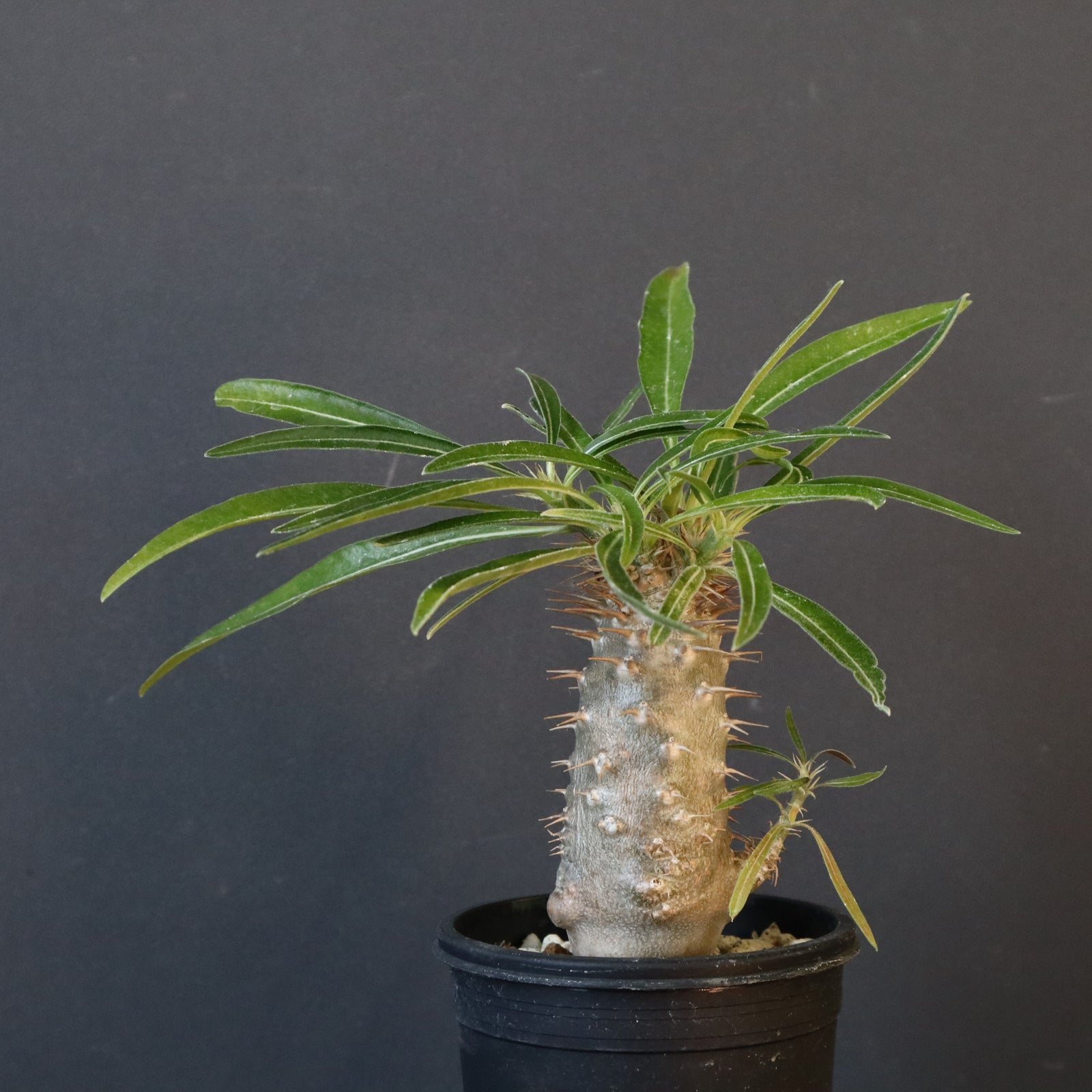 グラキリス実生 高さ約30cm P.グラキリス（実生）230 – TaiShoDo ONLINE SHOP