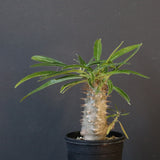 P.グラキリス（実生）230