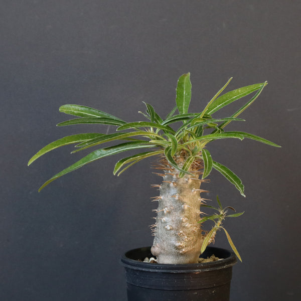 P.グラキリス（実生）230