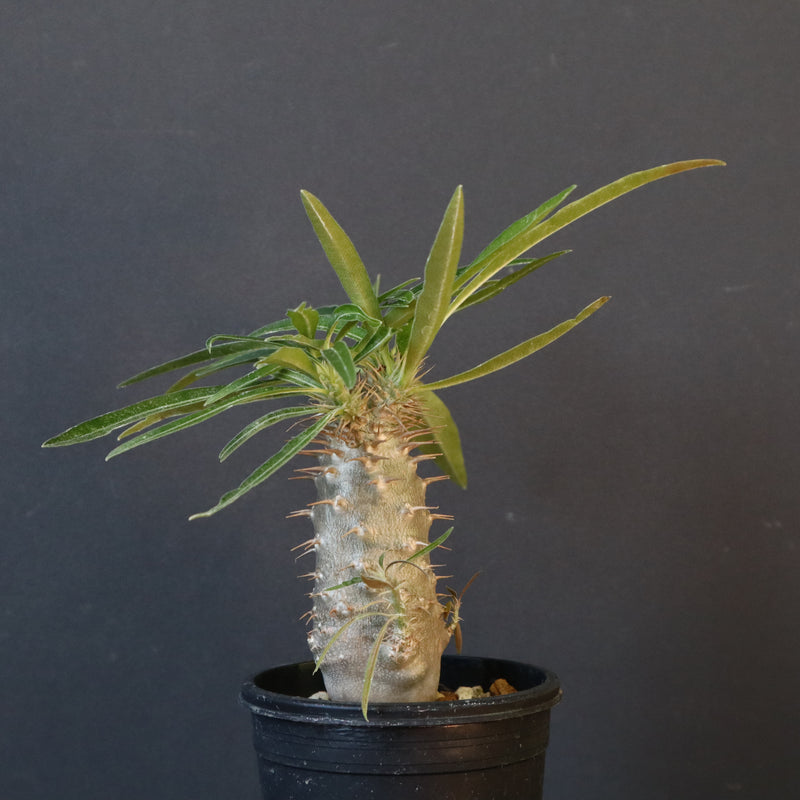 P.グラキリス（実生）230