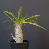 P.グラキリス（実生）230