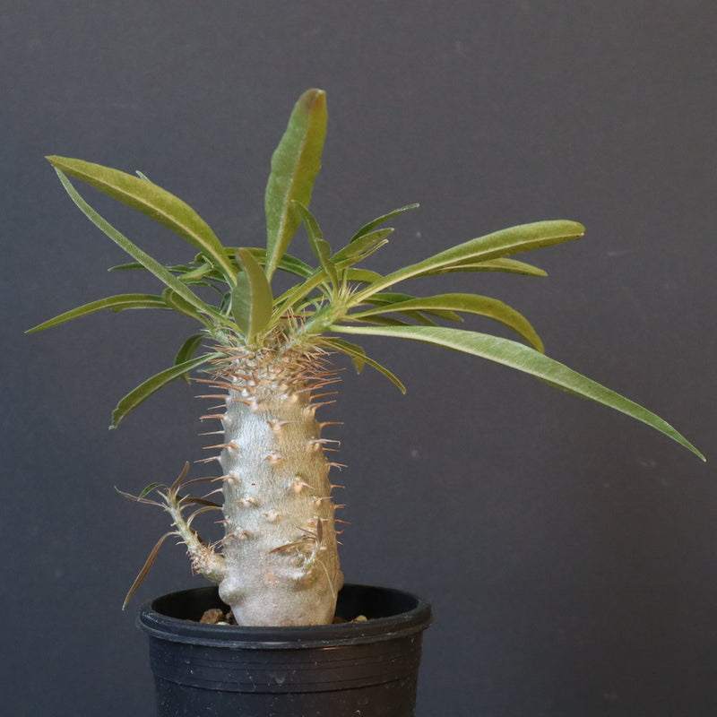 P.グラキリス（実生）230