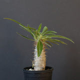 P.グラキリス（実生）230