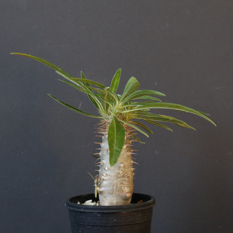 P.グラキリス（実生）230