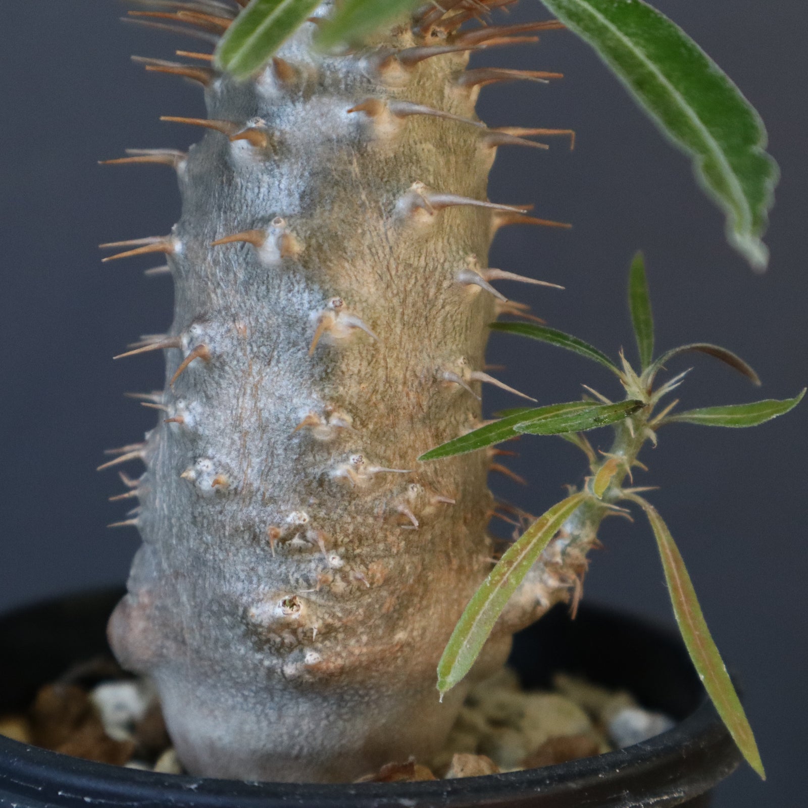 P.グラキリス（実生）230 – TaiShoDo ONLINE SHOP