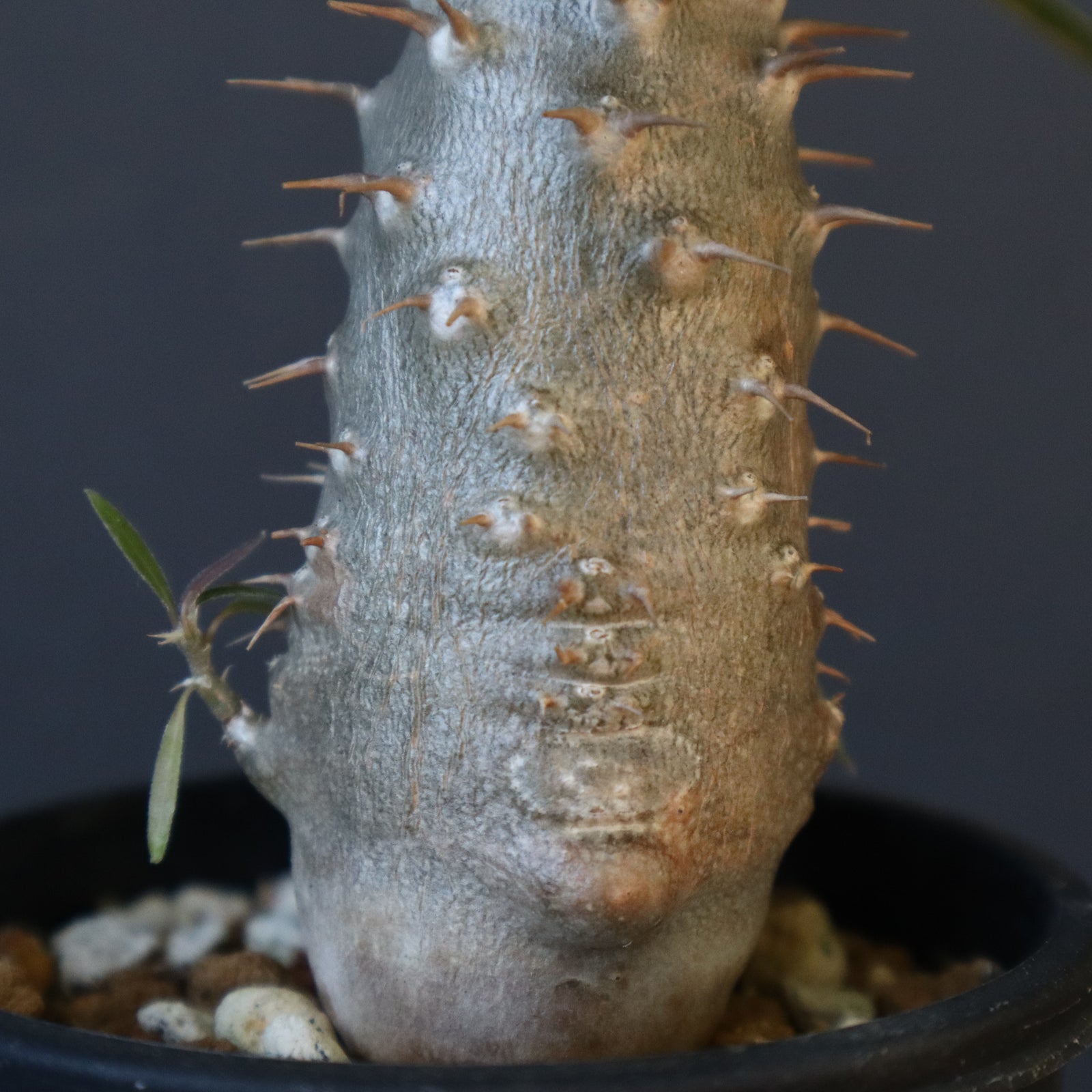 P.グラキリス（実生）230 – TaiShoDo ONLINE SHOP