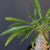 P.グラキリス（実生）230