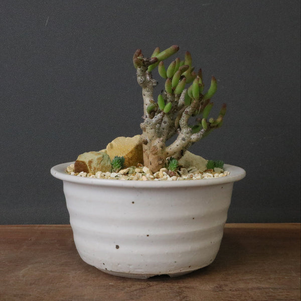 新商品 – 2ページ目 – TaiShoDo ONLINE SHOP