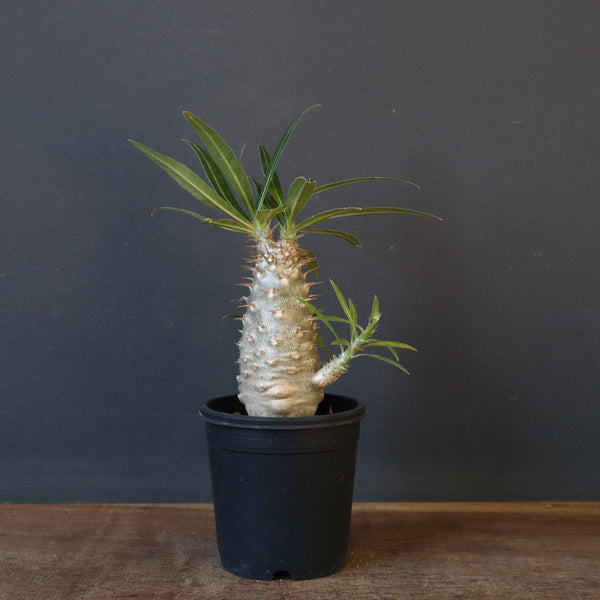 P.グラキリス（実生）222