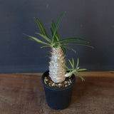 P.グラキリス（実生）222