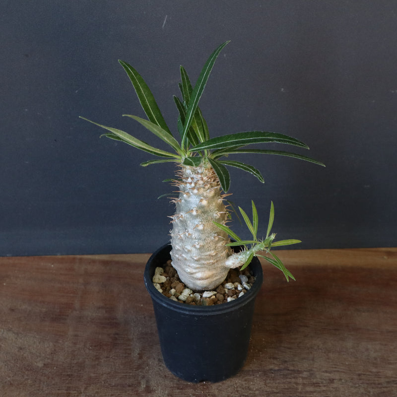 P.グラキリス（実生）222