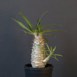 P.グラキリス（実生）222