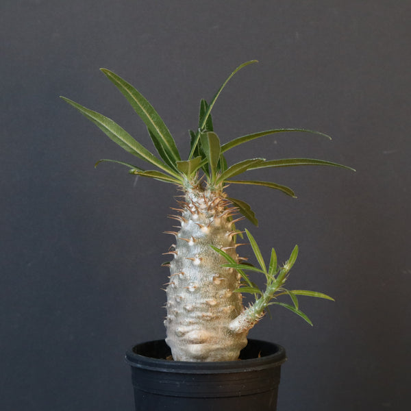 P.グラキリス（実生）222