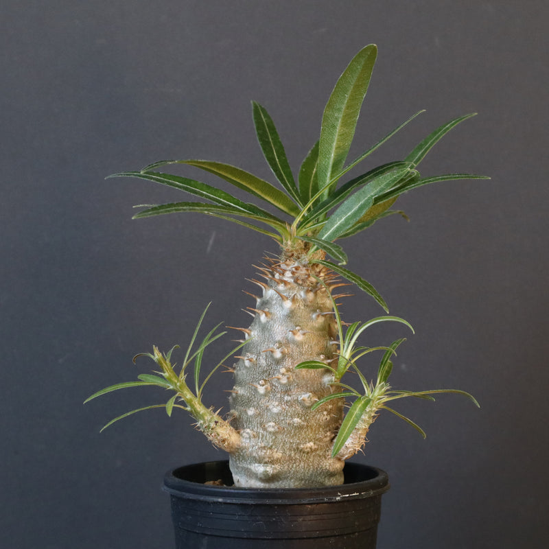 P.グラキリス（実生）222