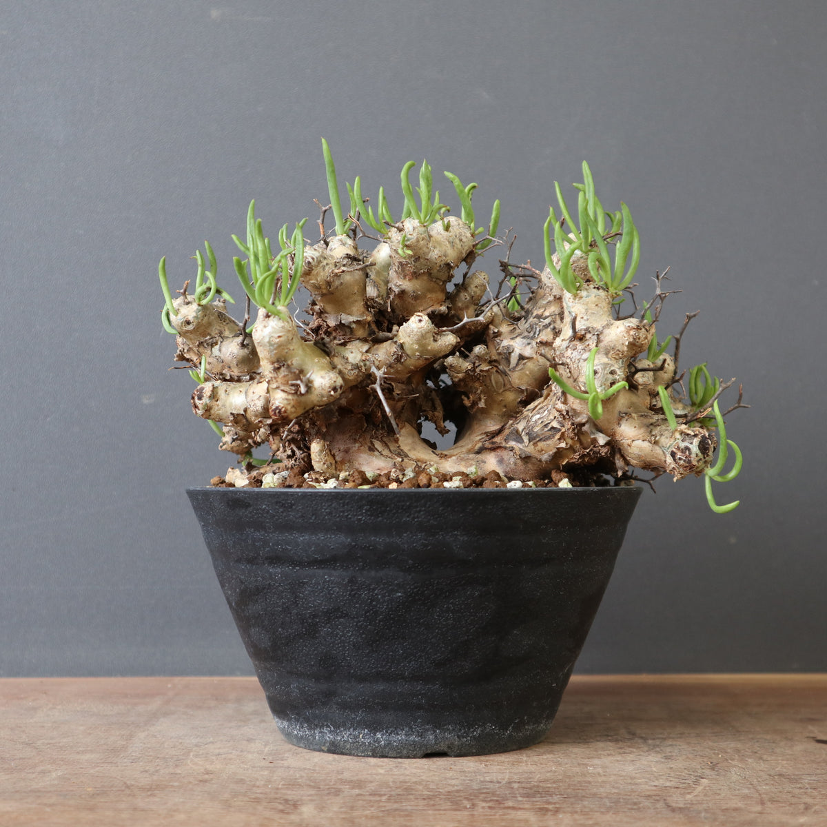 塊根植物 3頭多幹型 約20cm 発根済 塊根植物【一点物】アデニア・グロボーサ / 幹幅約20cm×高さ約80cm【送料