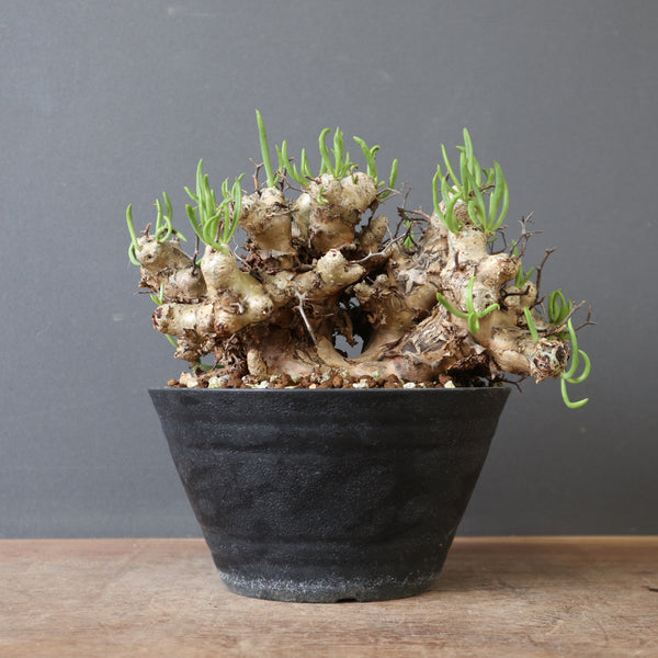塊根植物 – 18ページ目 – TaiShoDo ONLINE SHOP