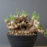 T.レティキュラータス 69