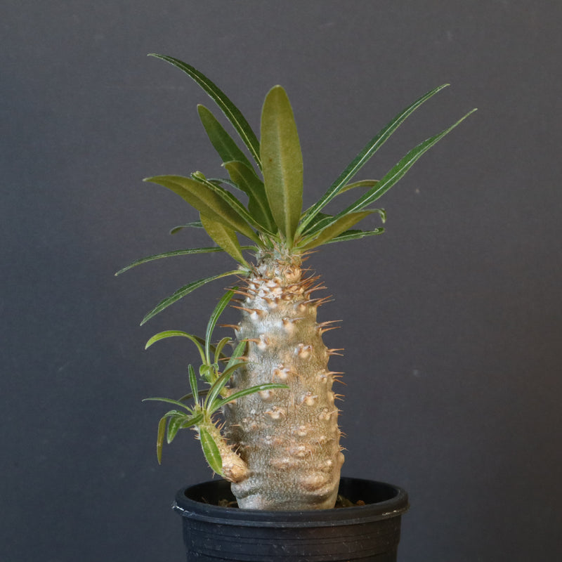 P.グラキリス（実生）222