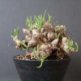 T.レティキュラータス 69