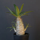 P.グラキリス（実生）222