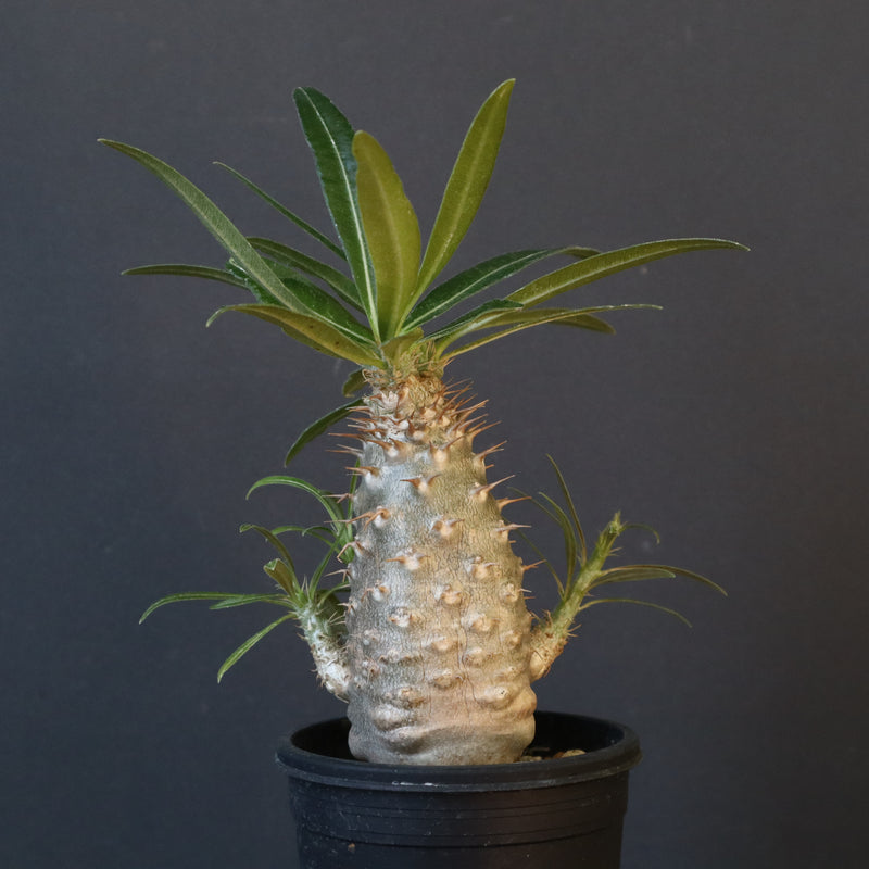 P.グラキリス（実生）222