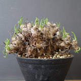 T.レティキュラータス 69