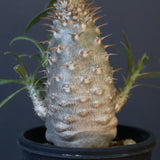 P.グラキリス（実生）222