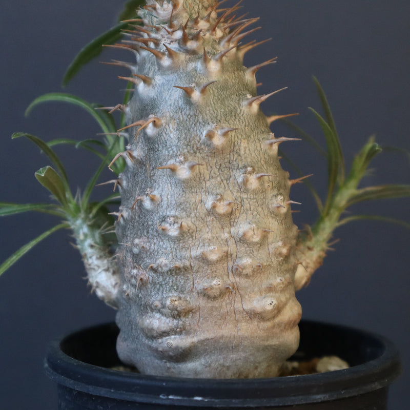 P.グラキリス（実生）222