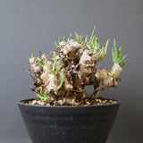 T.レティキュラータス 69