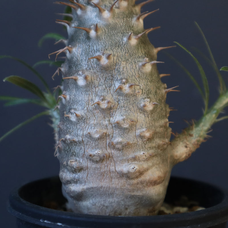 P.グラキリス（実生）222